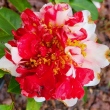 Fannie Loughridge Variegated 